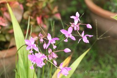Spathoglottis plicata